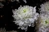 <em>Chrysanthemum hybrid</em> 'Blanche Poitenene'